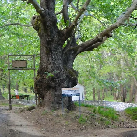 House In The Village